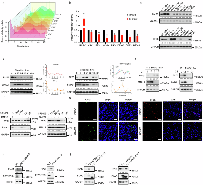 Fig. 2: Susceptibility of host cells to neurotropic viruses is regulated by the circadian clock.