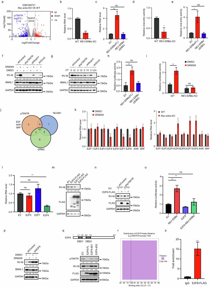 Fig. 3: E2F8 repression by REV-ERBα augments p75NTR expression and RABV entry.