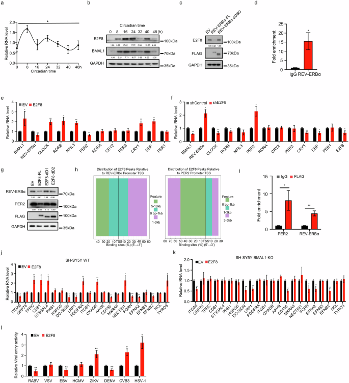 Fig. 4: E2F8 reciprocal feedback with REV-ERBα modulates host–virus interactions.