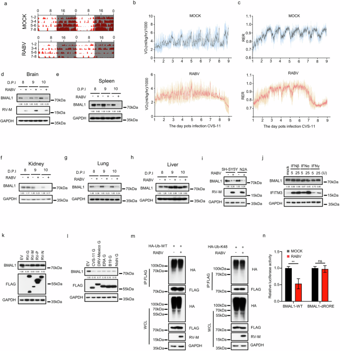 Fig. 5: RABV disrupts the host circadian clock by downregulating expression of the BMAL1 protein.
