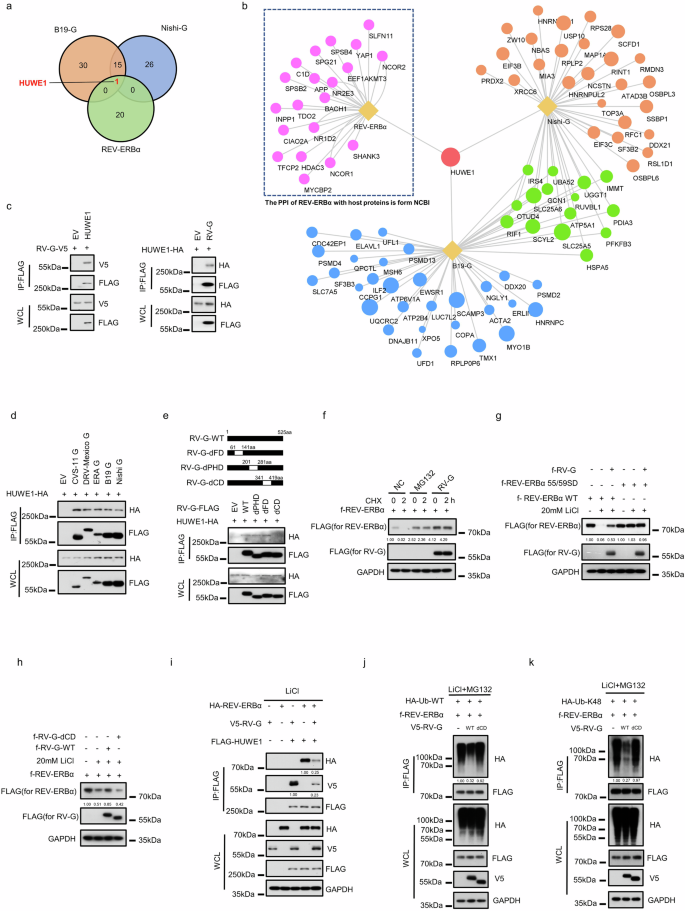 Fig. 6: RABV G protein targets HUWE1 to stabilize REV-ERBα via inhibition of K55/K59-specific K48 ubiquitination.