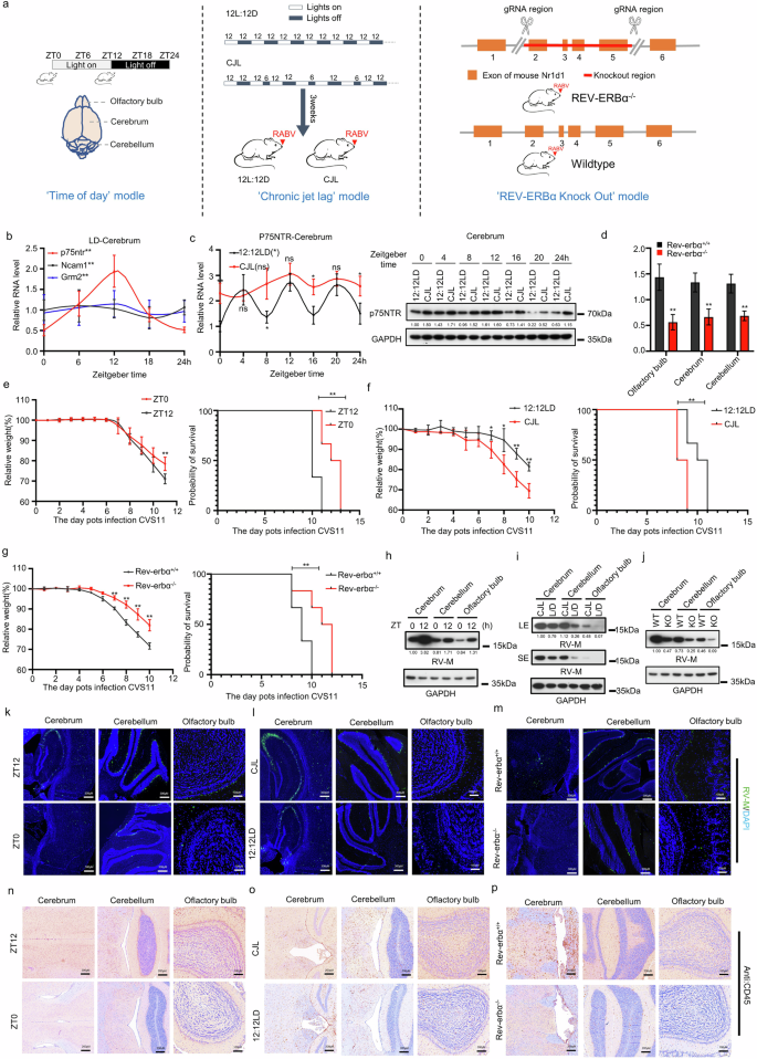 Fig. 7: Effects of time of day, chronic jet lag, and REV-ERBα knockout on the susceptibility of the host to the neurotropic virus RABV.