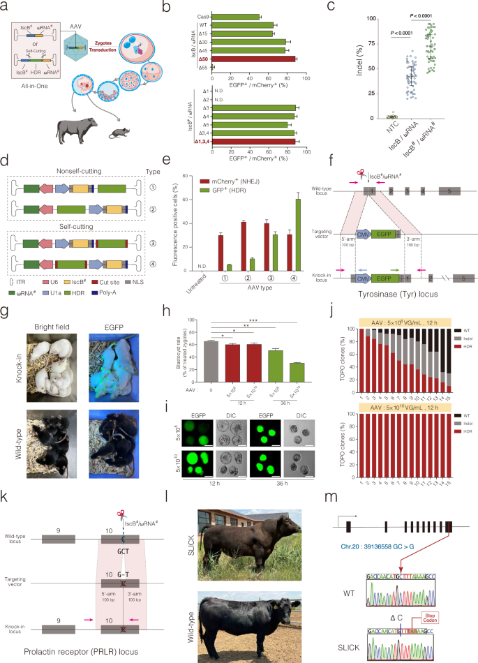Fig. 1: Produce precisely edited mice and cattle by AAV::IscB#/ωRNA#-HDR.