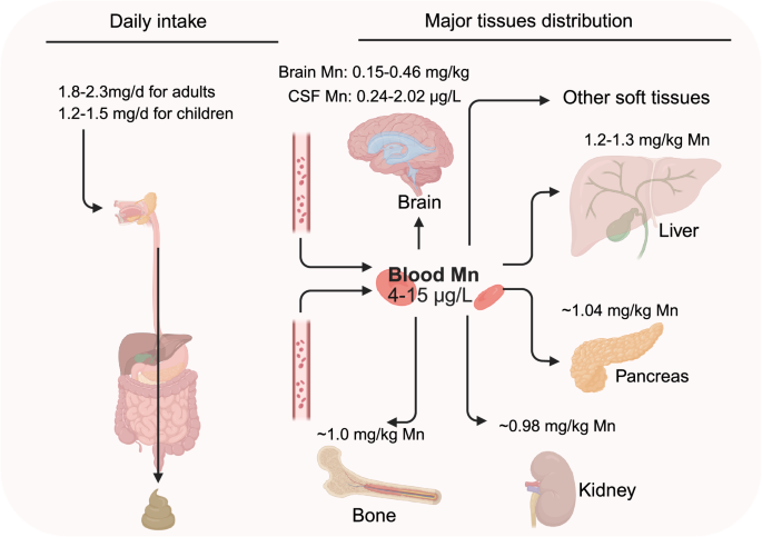 can glutathione bind with manganese in brain Manganese: biology, physiology and role in disease