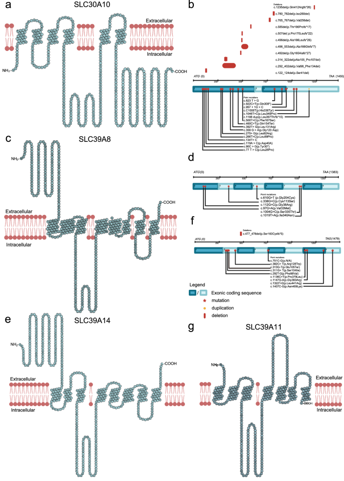 comt anxiety glutathione period bleeding forum Manganese: biology, physiology and role in disease