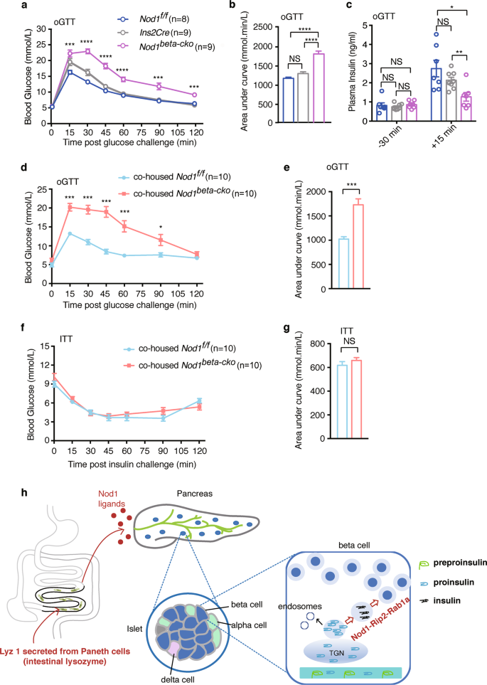 Intestinal Lysozyme Liberates Nod1 Ligands From Microbes To Direct Insulin Trafficking In Pancreatic Beta Cells Cell Research