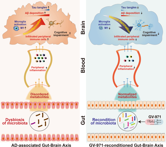 Sodium Oligomannate Therapeutically Remodels Gut Microbiota And Suppresses Gut Bacterial Amino Acids Shaped Neuroinflammation To Inhibit Alzheimer S Disease Progression Cell Research