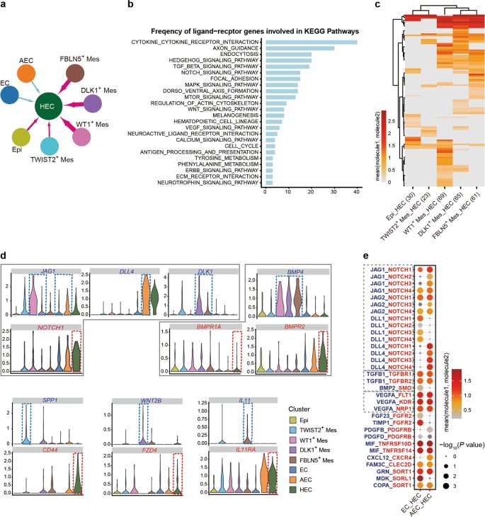 Tracing The First Hematopoietic Stem Cell Generation In Human Embryo By Single Cell Rna Sequencing Cell Research