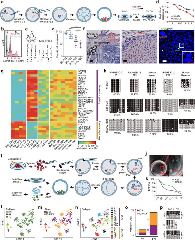 In Vitro Expansion Of Human Sperm Through Nuclear Transfer Cell Research