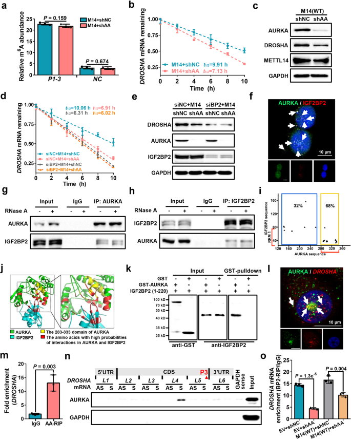 Oncogenic Aurka Enhanced N 6 Methyladenosine Modification Increases Drosha Mrna Stability To Transactivate Stc1 In Breast Cancer Stem Like Cells Cell Research