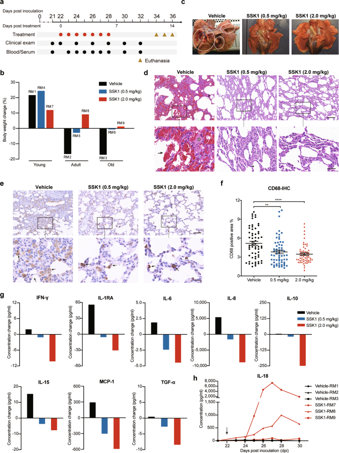 Fig. 1: Improvement of COVID-19 pneumonia in rhesus macaques treated with SSK1.