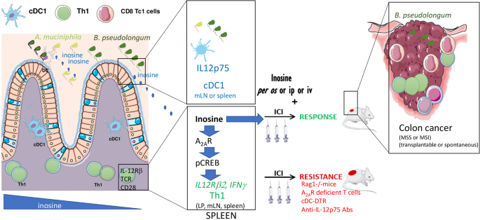 Fig. 1: Inosine/adenosine receptor A2-dependent co-stimulation of pro-Th1 and pro-Tc1 cells is required for the immunostimulatory effect of gut-resident B. pseudolongum in colon cancer immunotherapy.