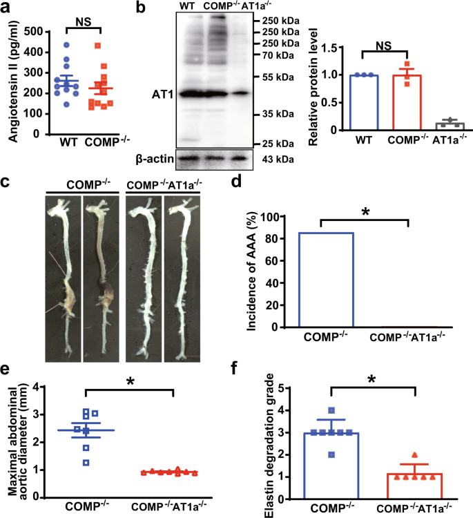 Fig. 3: AT1a receptor mediates AAA formation in COMP–/– mice.