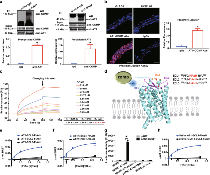 Fig. 4: COMP directly binds to the AT1 receptor.