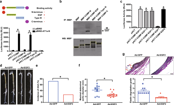 Fig. 7: The COMP EGF2 domain ameliorates AAA formation.