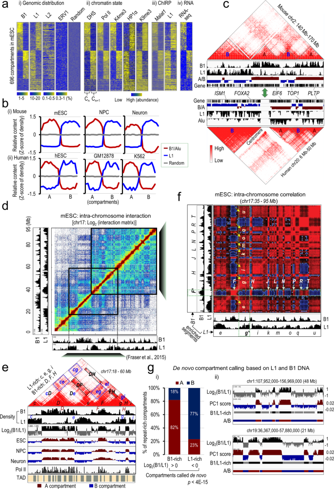 Homotypic clustering of L1 and B1/Alu repeats compartmentalizes the 3D  genome | Cell Research