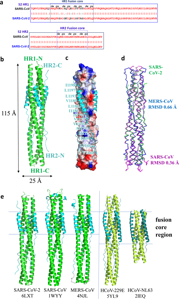 Inhibition Of Sars Cov 2 Previously 19 Ncov Infection By A Highly Potent Pan Coronavirus Fusion Inhibitor Targeting Its Spike Protein That Harbors A High Capacity To Mediate Membrane Fusion Cell Research