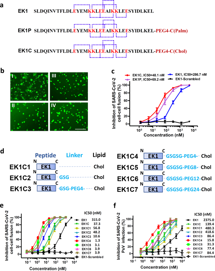 Inhibition Of Sars Cov 2 Previously 19 Ncov Infection By A Highly Potent Pan Coronavirus Fusion Inhibitor Targeting Its Spike Protein That Harbors A High Capacity To Mediate Membrane Fusion Cell Research