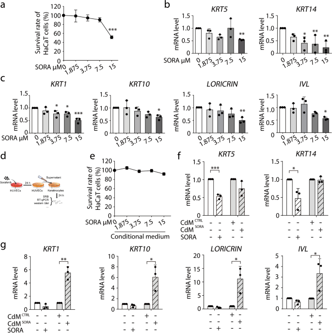 Fig. 1: Vascular endothelial cells participate in sorafenib-induced hyper-keratosis.