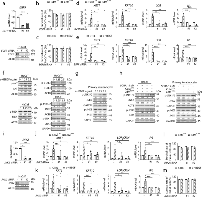 Fig. 3: The EGFR-JNK2 axis is involved in sorafenib-induced hyper-keratosis.