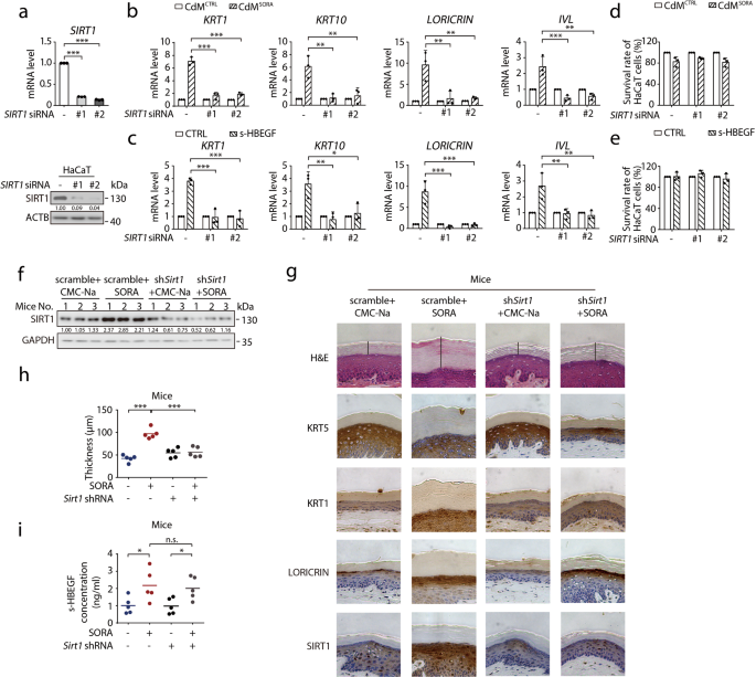 Fig. 5: SIRT1 is involved in sorafenib-induced hyper-keratosis.
