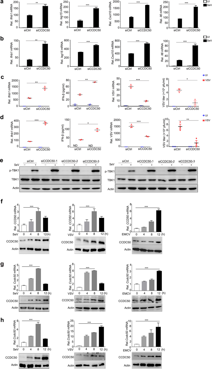 Effect of co-overexpression of the cargo receptor ERGIC-53/MCFD2 on  antibody production and intracellular IgG secretion in recombinant Chinese  hamster ovary cells - ScienceDirect