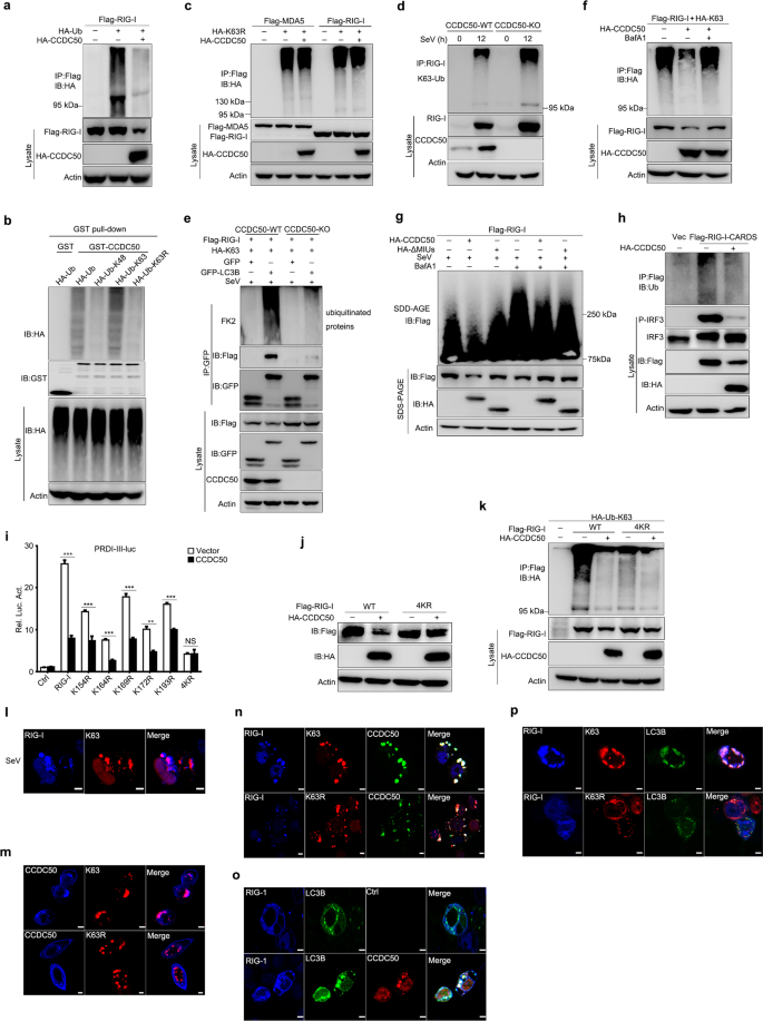 Effect of co-overexpression of the cargo receptor ERGIC-53/MCFD2 on  antibody production and intracellular IgG secretion in recombinant Chinese  hamster ovary cells - ScienceDirect