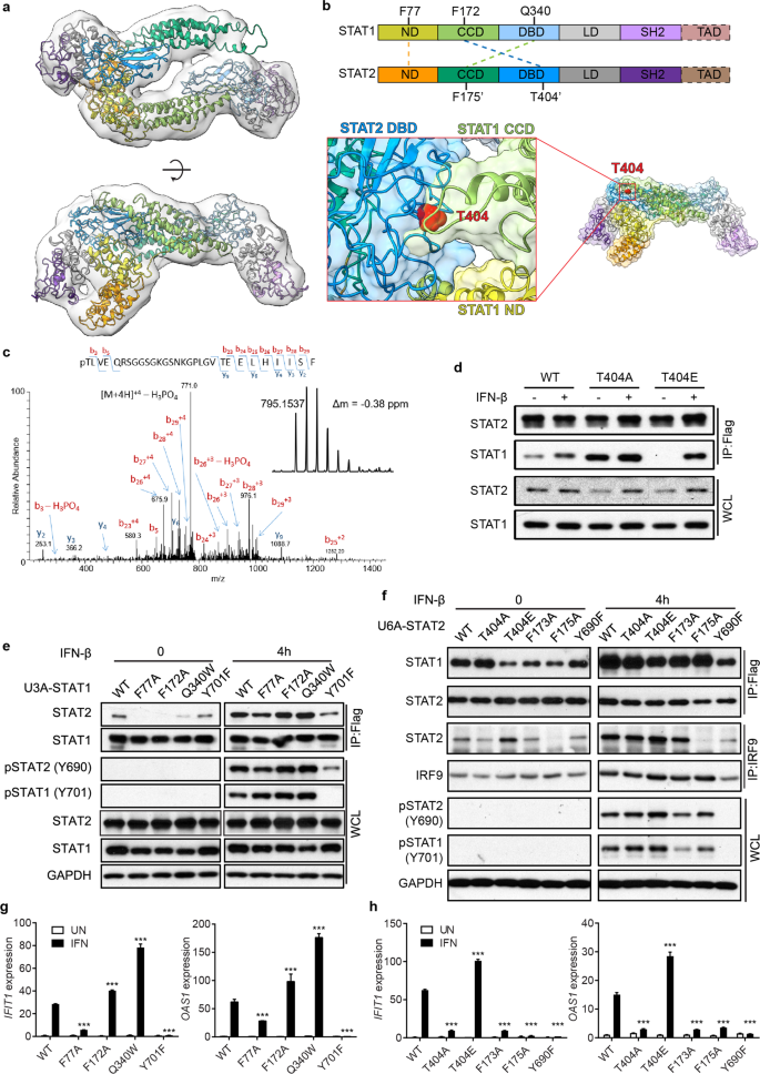 A Virus Induced Conformational Switch Of Stat1 Stat2 Dimers Boosts Antiviral Defenses Cell Research
