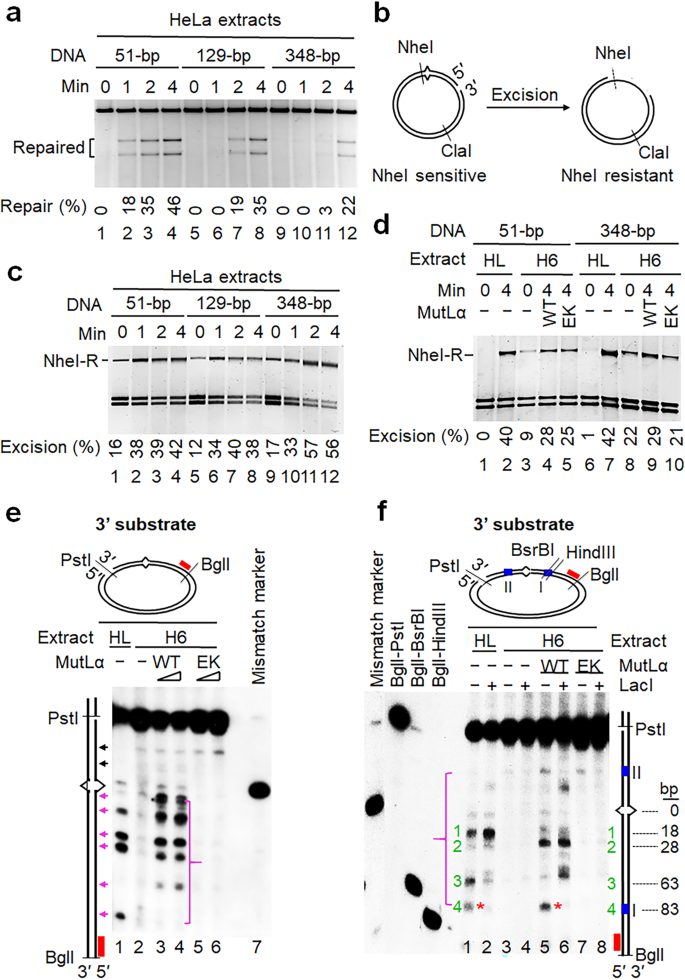 Mispair Bound Human Muts Mutl Complex Triggers Dna Incisions And Activates Mismatch Repair Cell Research