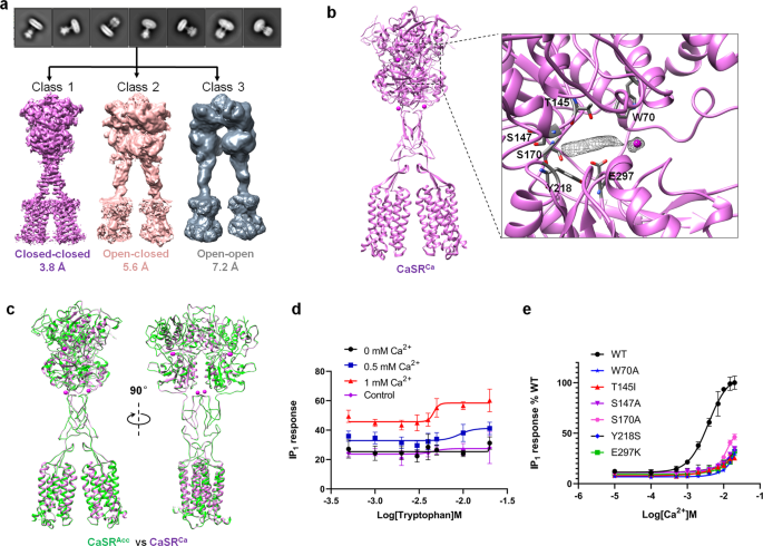 Structural Mechanism Of Cooperative Activation Of The Human Calcium Sensing Receptor By Ca 2 Ions And L Tryptophan Cell Research