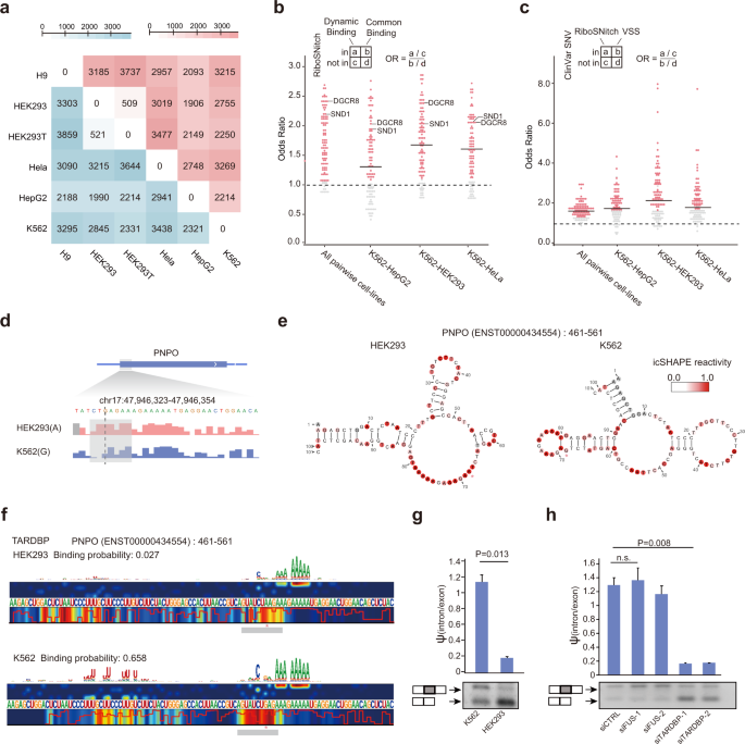 Predicting Dynamic Cellular Protein Rna Interactions Deep Learning Using In Vivo Rna Structures Cell Research