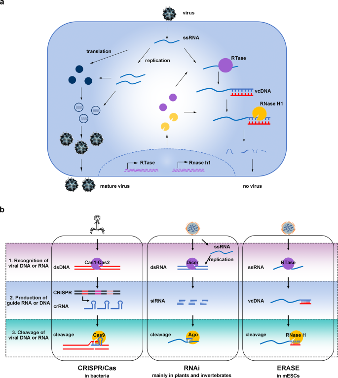 Endogenous reverse transcriptase and RNase H-mediated antiviral 