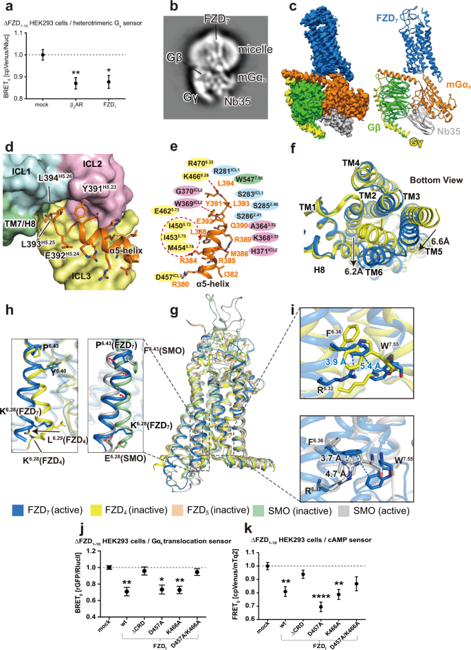 Cryo Em Structure Of Constitutively Active Human Frizzled 7 In Complex With Heterotrimeric Gs Cell Research