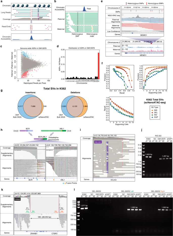 Fig. 1: Haplotype phasing and SV detection by scNanoATAC-seq.