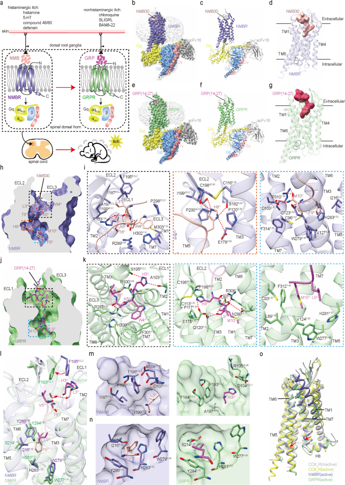 Fig. 1: Cryo-EM structures of the NMB30–NMBR–Gq and GRP(14–27)–GRPR–Gq complexes and analyses of the binding and selectivity for two itch-associated neuropeptides.