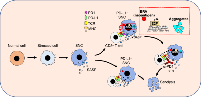 Fig. 1: Immune checkpoint activation in SNCs.
