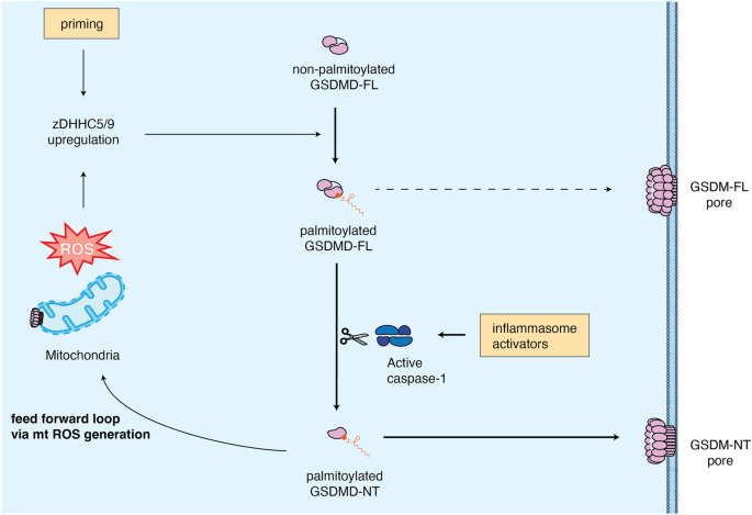 Fig. 1: Regulation of GSDMD activity and pore formation by palmitoylation.