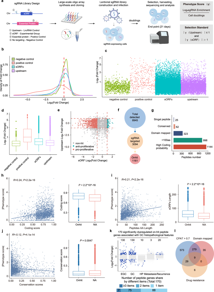 Fig. 2: CRISPR screening reveals key role of peptides in the regulation of cell proliferation.