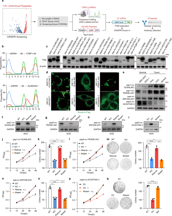 Fig. 3: Deep illustration of functional peptides identified by CRISPR screening.