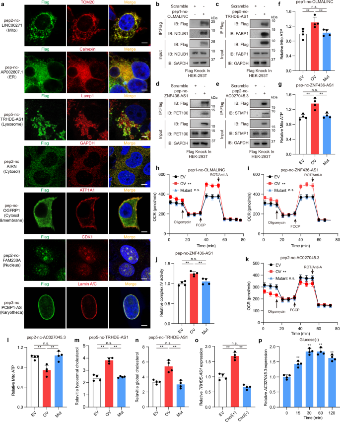 Fig. 5: Novel peptide affects cellular metabolic processes by regulating organelle function.