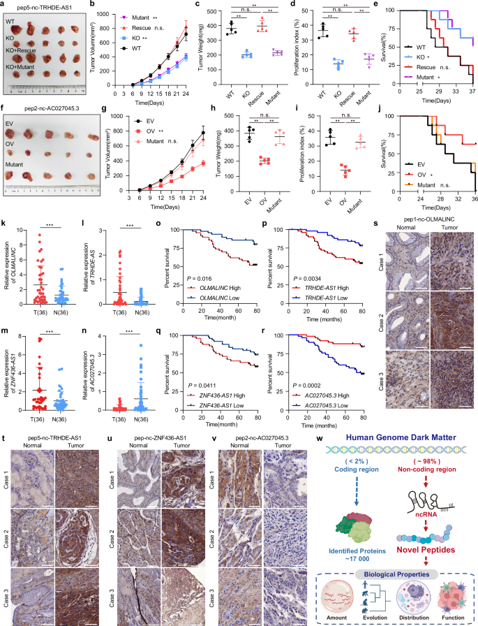 Fig. 6: Clinical implications and therapeutic prospects of peptides in gastric cancer.