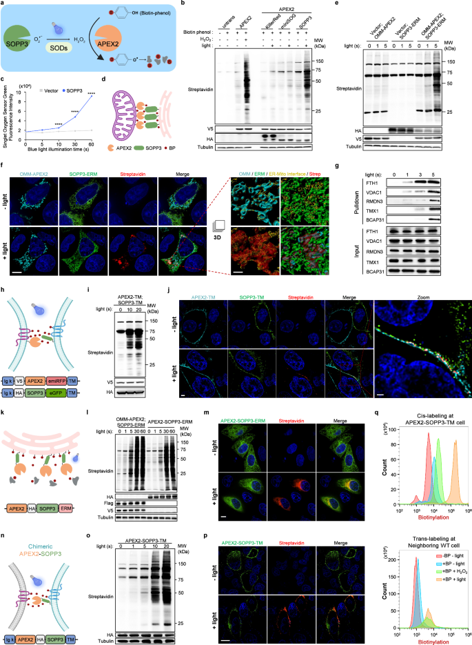Photoactivated SOPP3 enables APEX2-mediated proximity labeling with ...