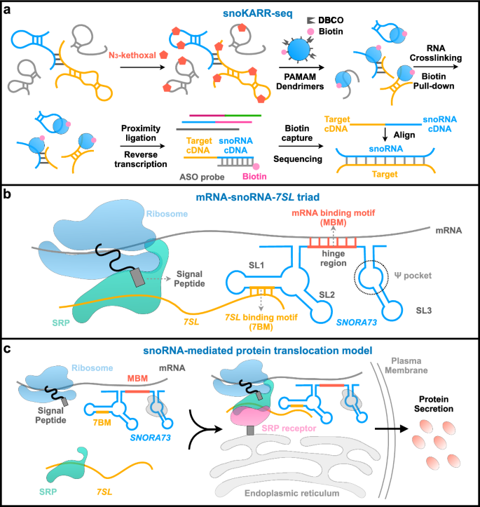 Beyond housekeeping: a new role of snoRNA in nascent protein secretion ...