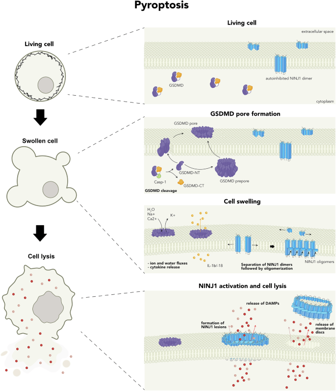 Fig. 2: Sequence of events during inflammasome-activated pyroptosis.