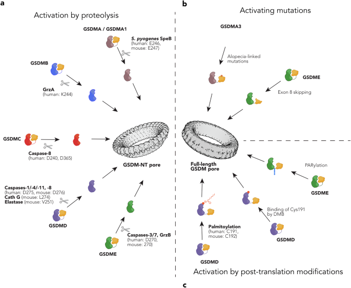Fig. 3: Activation of mammalian gasdermins.