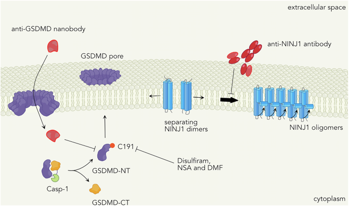 Fig. 4: Inhibition of pyroptosis at the level of GSDMD or NINJ1.
