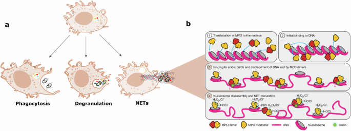 Fig. 1: MPO-driven NETs supporting immune protection.