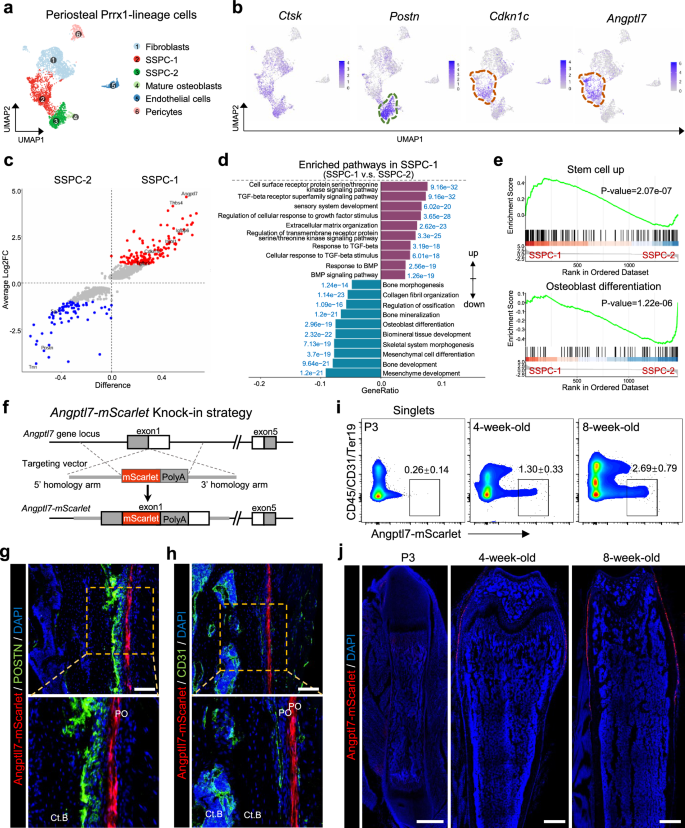 骨折修復を担う骨膜幹細胞系列を特定 (Researchers Identify Periosteum-resident Stem Cell Lineage Dedicated for Bone Fracture Repair)