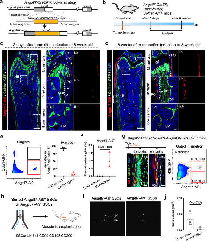 Fig. 2: Angptl7-lineage P-SSCs are quiescent and display minimal steady-state osteogenic capacity.