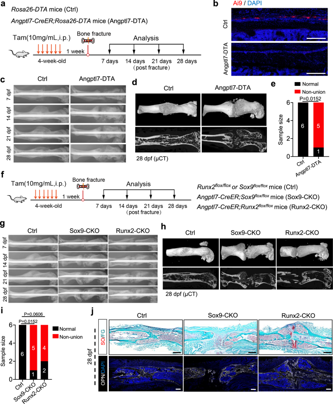 Fig. 4: Depletion or dysfunction of Angptl7-lineage P-SSCs disrupts bone fracture repair.